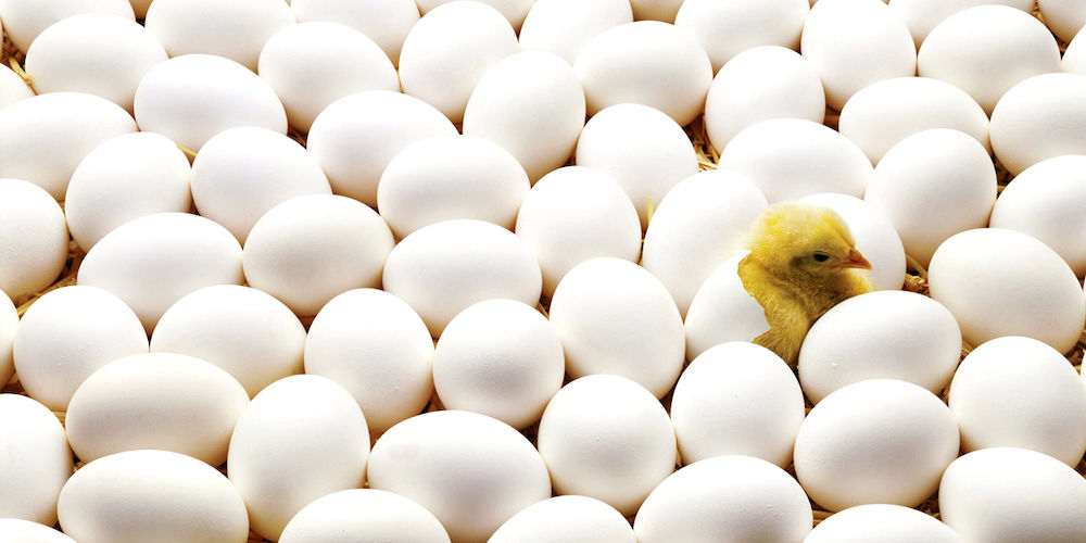 One hatched chicken among lots of eggs