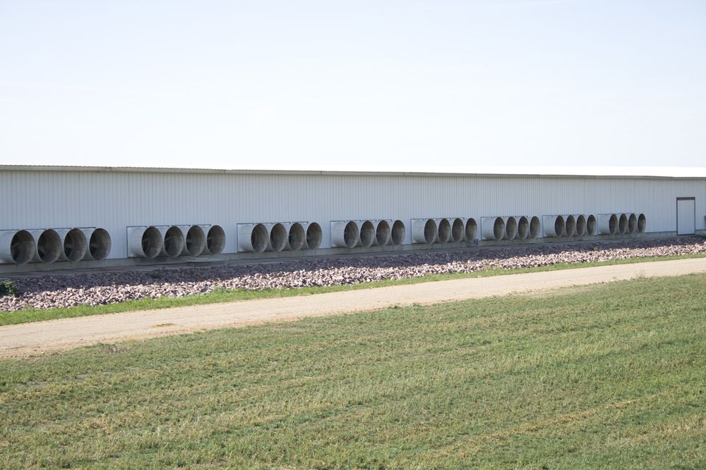 Fan wall at US dairy farm