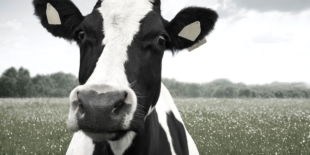 Dairy cow in a field